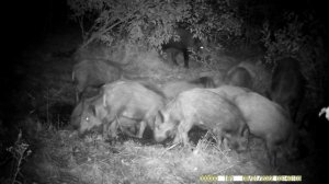 Как ходят Кабаны на отработку