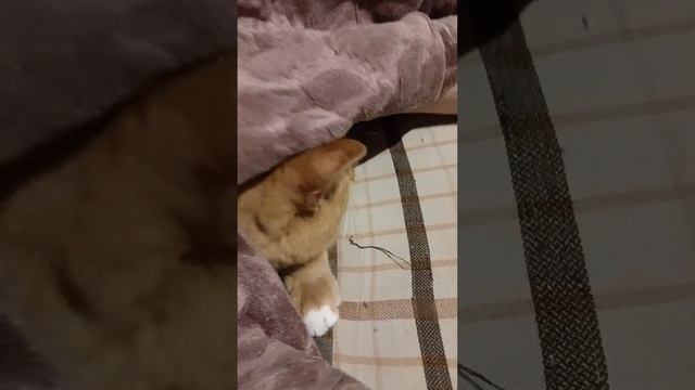 8.09.2023 Журчащее покрывало смотреть онлайн