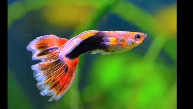 ПОЧЕМУ ПОГИБАЮТ ГУППИ смотреть онлайн