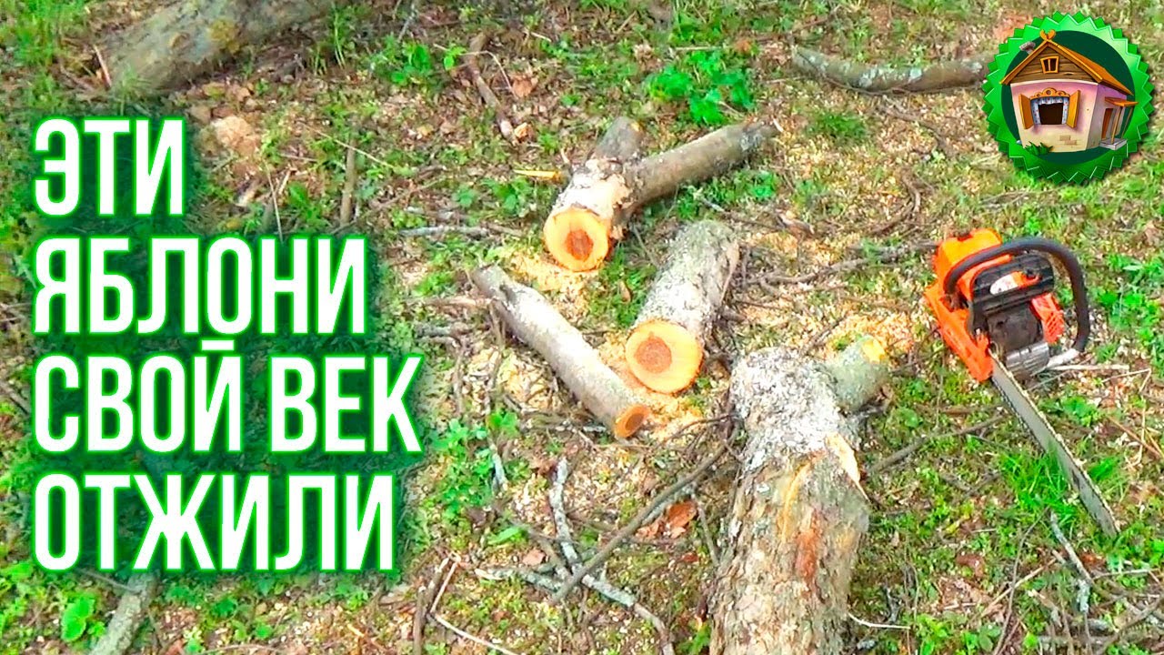 Пилим старые яблони. Освежаем сад в деревне. Как спилить дерево. 127 серия