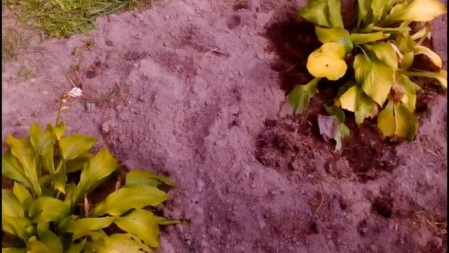 Мульчирование сосновой корой. Борьба с сорняками. Уход за хостой