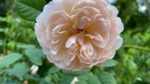 David Austin Rose - Gentle Hermione
