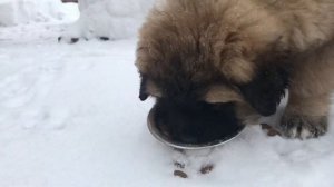 Щенок кавказской овчарки 2 месяца