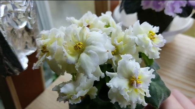 9 СОРТОВ ФИАЛОК С НАЗВАНИЯМИ. смотреть онлайн