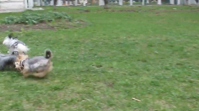 Йорки и  китайки