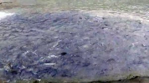 Форелевое хозяйство  Сталина на реке Мчишта, Гудаутский район, Абхазия