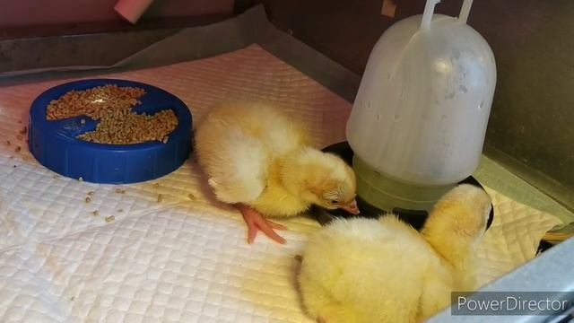 Индейка Биг-6. От яйца до конца. Первый опыт выращивания. Часть 1. смотреть онлайн