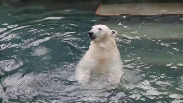 Герда выпрашивает рыбу ч.2 смотреть онлайн