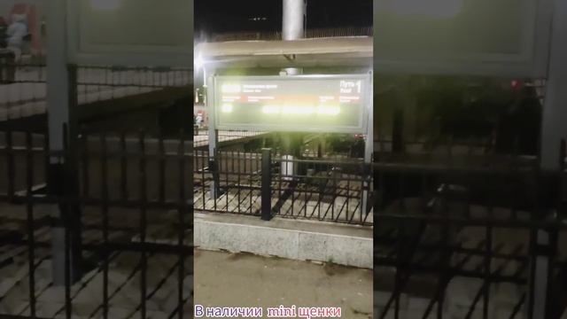 Доставка через РЖД в любую точку России, собачек мелких пород ? Мальтипу, Бишон фризе, Той-пудель