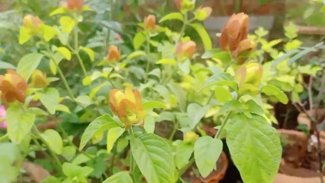 lollipop !! shirmp plant care best summer flowering plants jo saal bhar flowering krte hai ❤ смотреть онлайн