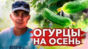 ВЫРАЩИВАНИЕ ОГУРЦОВ ОСЕНЬЮ В ТЕПЛИЦЕ НА ДАЧЕ / КАК ВЫРАЩИВАТЬ ОГУРЦЫ В ПОЗДНИЕ СРОКИ