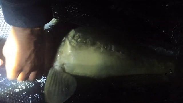 РЫБАЛКА НА ЗЕРКАЛЬНОГО КАРПА и САЗАНА/КРАСИВОЕ И ПРИЯТНОЕ МЕСТЕЧКО./КАЙБИЦКИЙ РЫБХОЗ /ТАТАРСТАН смотреть онлайн