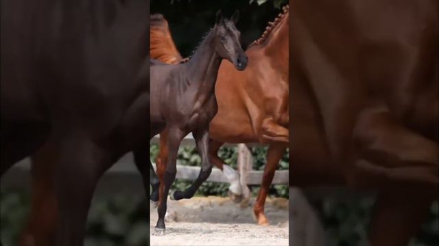 В будущем - самые Красивые и Грациозные животные; Голоса и звуки животных; Животные вокруг нас;