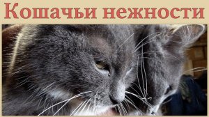 Кошачьи нежности