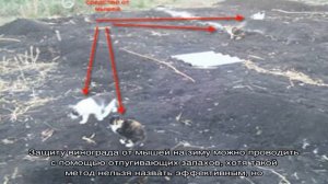 Защита виноградника от мышей на зиму