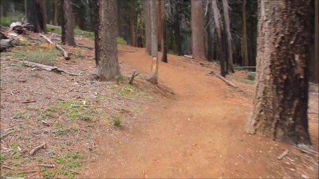 Sequoias / Секвойи / Парк Секвой в США - Секреты и Советы для Путешествия по США - Видео