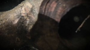 Звездчатый анциструс. Мой опыт. L181