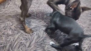 Активный щенок стаффа