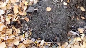 Нашел монеты на посадке. Монетапоиск с TX-850. Что удалось найти на китайский металлоискатель ТХ850