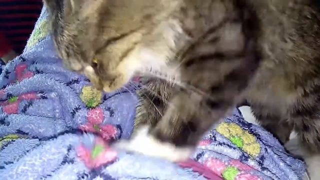 Кошка делает массаж. Первоклассный кот массажист. смотреть онлайн