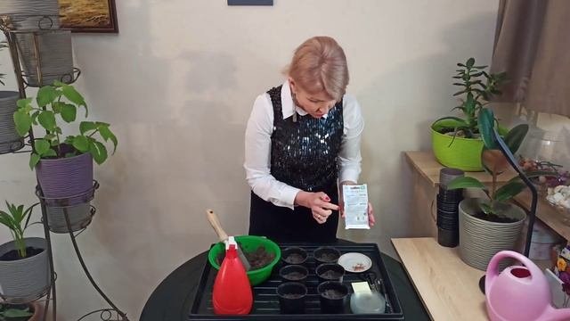 Как сеять флоксы