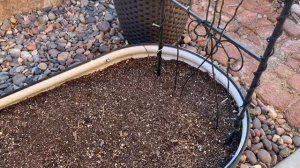 Garden Diary January 28, 2023