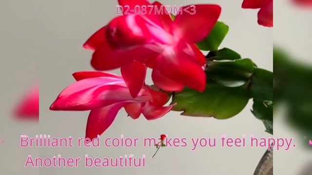 Beautiful Thanksgiving Cactus-Red. смотреть онлайн