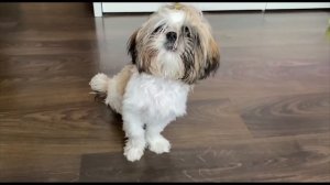 Ши- Тцу самая древняя порода собак.