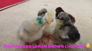 Brahma and Loman Brown chickens Цыплята породы брама и ломан браун