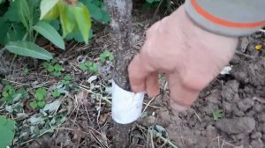 Обустройство сада. Ставим ловчие пояса на деревья