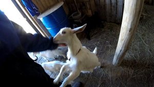 Пол и вентиляция в козлятнике