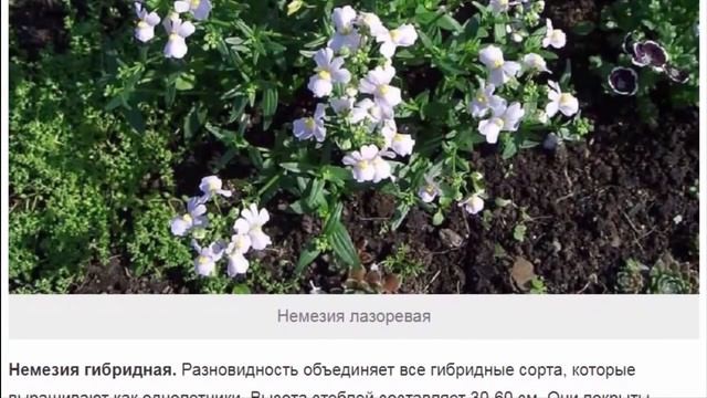 Немезия – цветущие кустики из жаркой Африки смотреть онлайн
