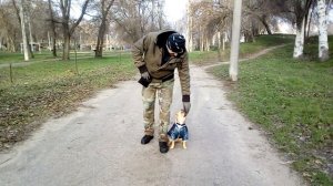 Дрессировка французкий бульдог