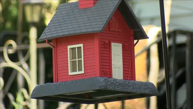 Search for cause of the mysterious illness impacting songbirds still leaving Indiana DNR at a loss