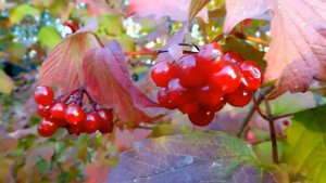 Октябрины Осени.  Рада Рай.