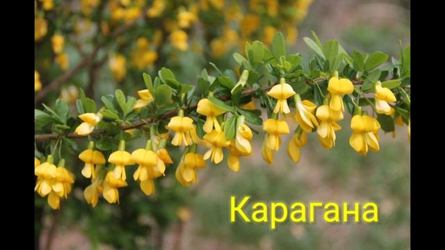 Деревья России на буквы "Е", "И", "К". Часть 3. смотреть онлайн