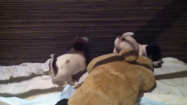 Малыши Джек рассел Киев смотреть онлайн