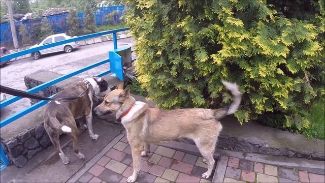 Амстаффтерьер и веселый дворняга / Amstaffterrier and cheerful mongrel смотреть онлайн