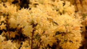 Цветение  азалий/Azaleas flowering. Гентские флоралии