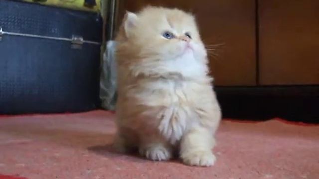 Рыжий персидский котенок DSCF0494 смотреть онлайн