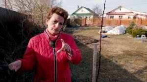 Как посадить абрикос