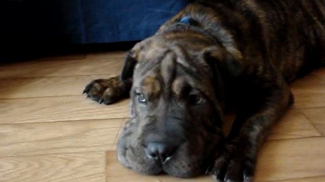 Rowley Powley Sharpei X Very Cute Puppy смотреть онлайн