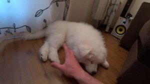 САМОЕД | МОЯ СОБАКА ПОРОДЫ САМОЕД | ПОДАРИЛ ЩЕНКА | ПЕРВЫЕ ВПЕЧАТЛЕНИЯ