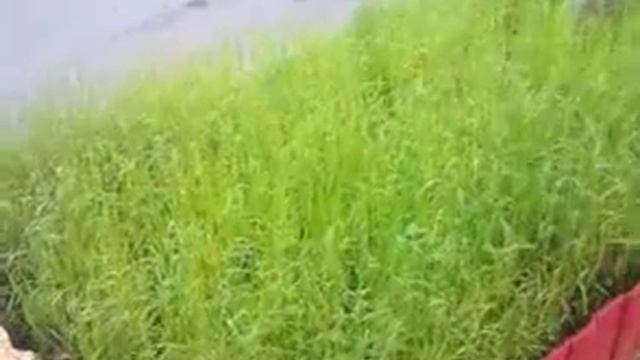 Трава у дома. смотреть онлайн