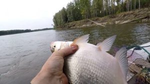 Как Ловить на Снасть Кольцо! Вечерний Клев - Работает Личинка!