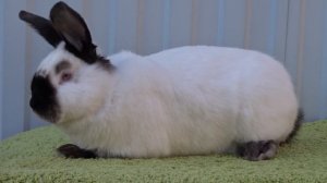 Калифорнийские кролики для старта в кролиководстве ЛПХ Моряк