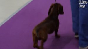 Как ухаживать за таксой?