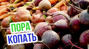 НЕ ПРОПУСТИ сроки уборки урожая корнеплодов! Правильная уборка корнеплодов