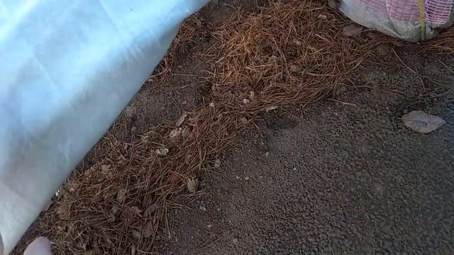 РОЗЫ.  УКРЫВАЕМ НА ЗИМУ. АЛТАЙ.