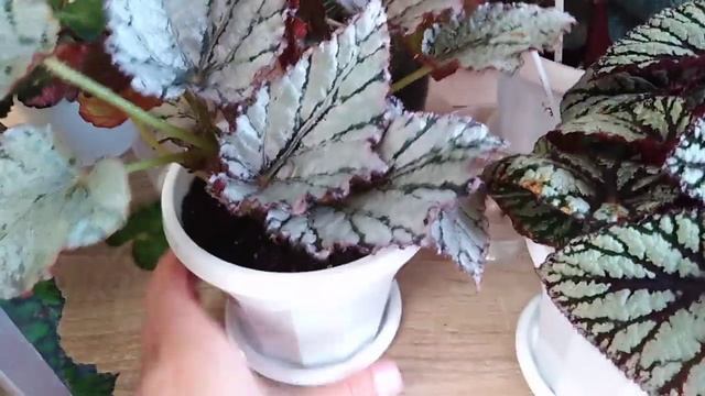 Комнатные растения . Цветочный стеллаж. Часть 2.